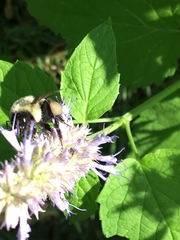 Bombus impatiens
