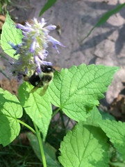 Bombus impatiens