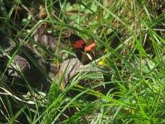 Heliconius erato phyllis