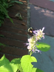 Bombus impatiens