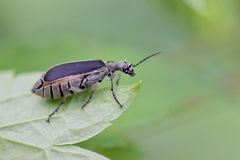 Epicauta cinerea-group