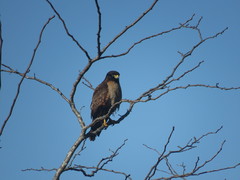 Rupornis magnirostris