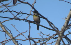 Pachyramphus viridis