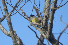 Pachyramphus viridis
