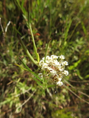 Asclepias linearis