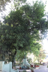 Trichilia havanensis