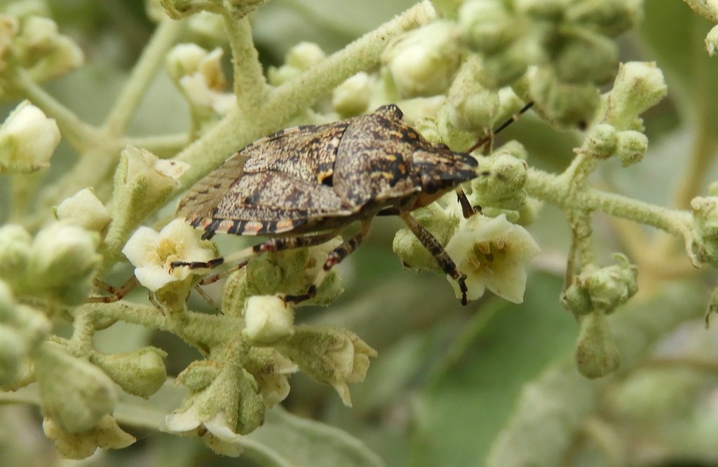 Apateticus lineolatus