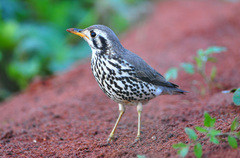 Groundscraper Thrush - Photo (c) Ian White, some rights reserved (CC BY-ND)