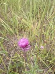 Carduus nutans leiophyllus
