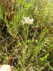 Asclepias linearis