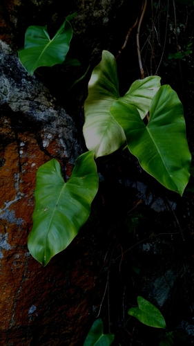 Image of Philodendron Quinquenervium (Philodendron quinquenervium) by (c) cristianol1456, some rights reserved (CC BY-SA)