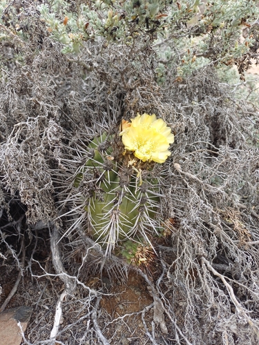 Copiapoa marginata