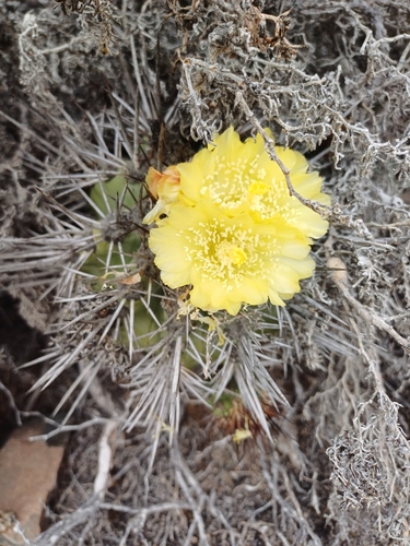 Copiapoa marginata