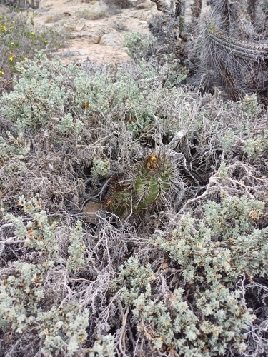Copiapoa marginata