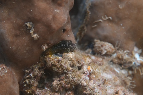 Starry blenny (Salarias ramosus) — Blenniidae