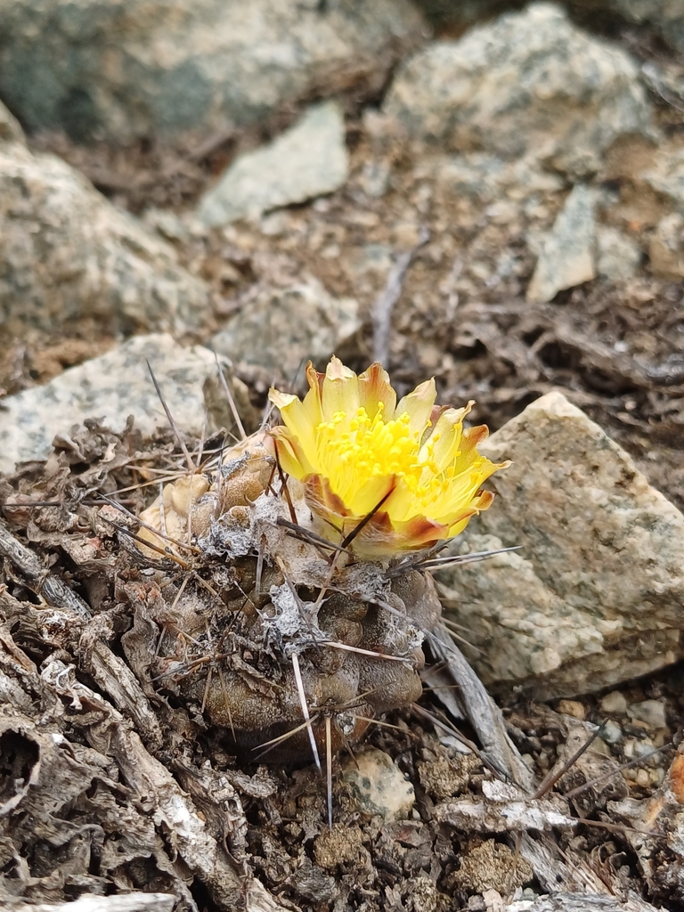 Copiapoa leonensis
