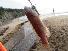 Tautogolabrus adspersus