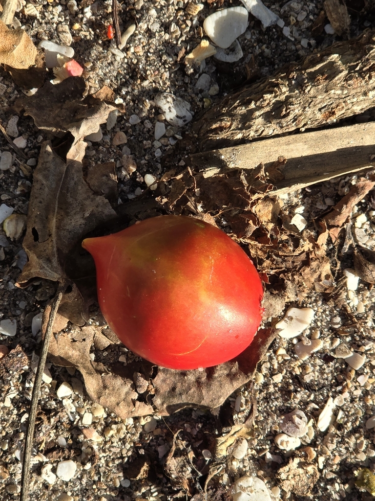 Foto de Cerbera