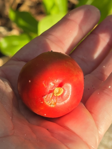 Image of Ochrosia elliptica by (c) Reanne ("Bean") Dunn, some rights reserved (CC BY)