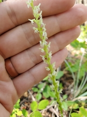 Platanthera ephemerantha