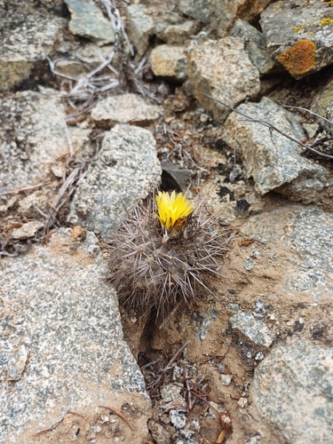 Copiapoa leonensis