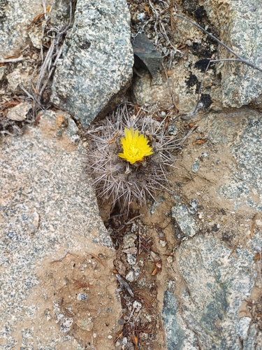 Copiapoa leonensis
