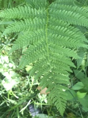 Dryopteris intermedia