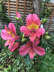 Alstroemeriaceae