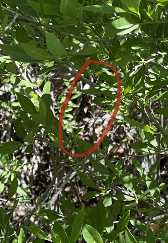 Arizona Mountain Kingsnake