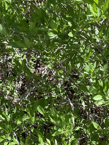 Arizona Mountain Kingsnake