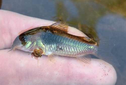 Bronze catfish (Corydoras aeneus) — Callichthyidae — 2