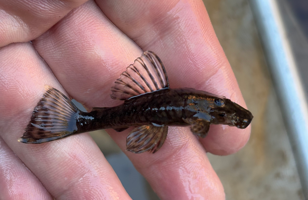Pirareta-borstelmeerval (Ancistrus pirareta) — Loricariidae