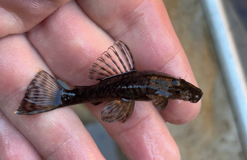 Pirareta bristlenose (Ancistrus pirareta) — Loricariidae
