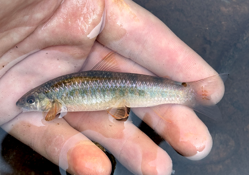 Largenose darter tetra (Parodon nasus) — Parodontidae — 3