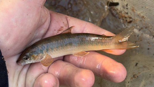 Largenose darter tetra (Parodon nasus) — Parodontidae