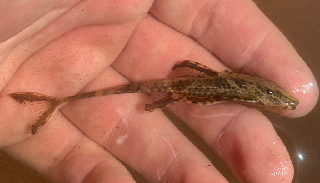 Lanceolate whiptail catfish (Rineloricaria lanceolata) — Loricariidae