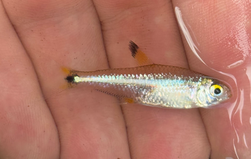Tetra (Odontostilbe pequira) — Characidae