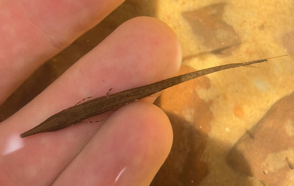 Paraguay-twijgmeerval (Farlowella paraguayensis) — Loricariidae