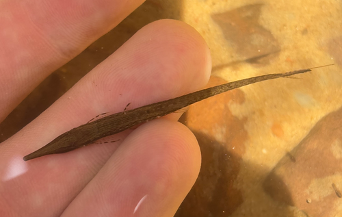 Paraguay twig catfish (Farlowella paraguayensis) — Loricariidae