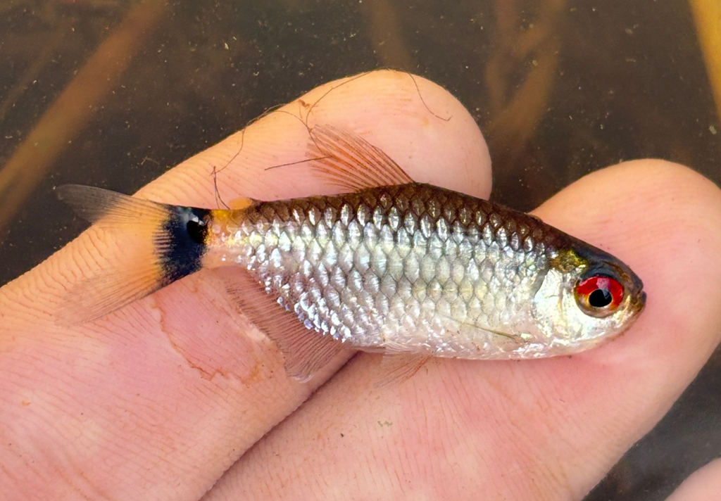 Tétra yeux rouges (Moenkhausia sanctaefilomenae)