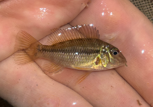 Pantanal eartheater (Satanoperca pappaterra) — Cichlidae — 2