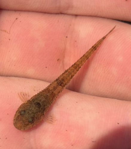 Flathead whiptail catfish (Loricariichthys platymetopon) — Loricariidae — 5