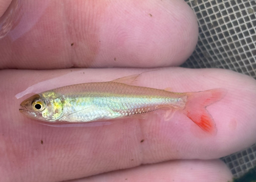 Paraguay tetra (Aphyocharax dentatus) — Characidae — 2