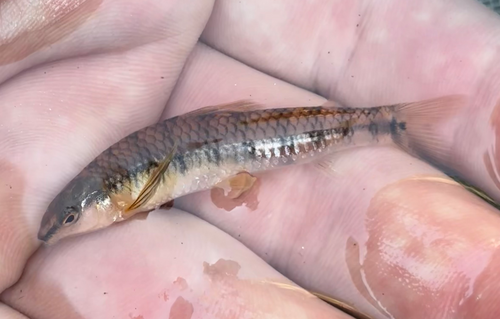 Darter tetra (Characidium zebra) — Crenuchidae — 2