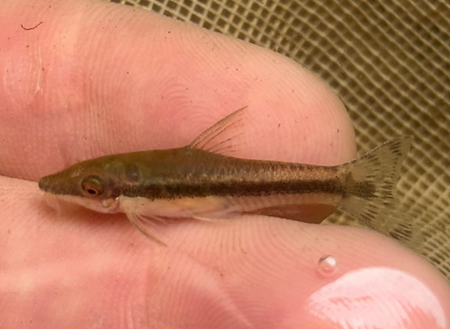 Common otocinclus (Otocinclus vestitus) — Loricariidae — 2