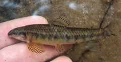 Foxnose Characin photo 4