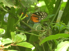 Heliconius hecale zuleika