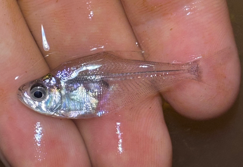 Glass headstander (Roeboides descalvadensis) — Characidae