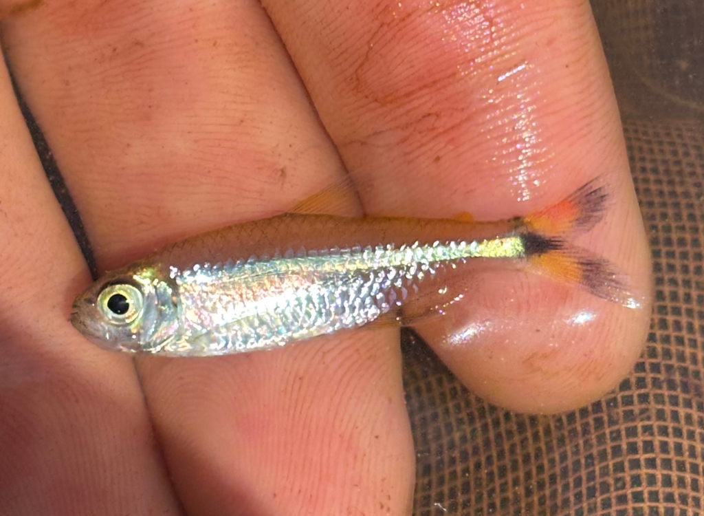 Tweekleurstaart-tetra (Moenkhausia dichroura) — Characidae