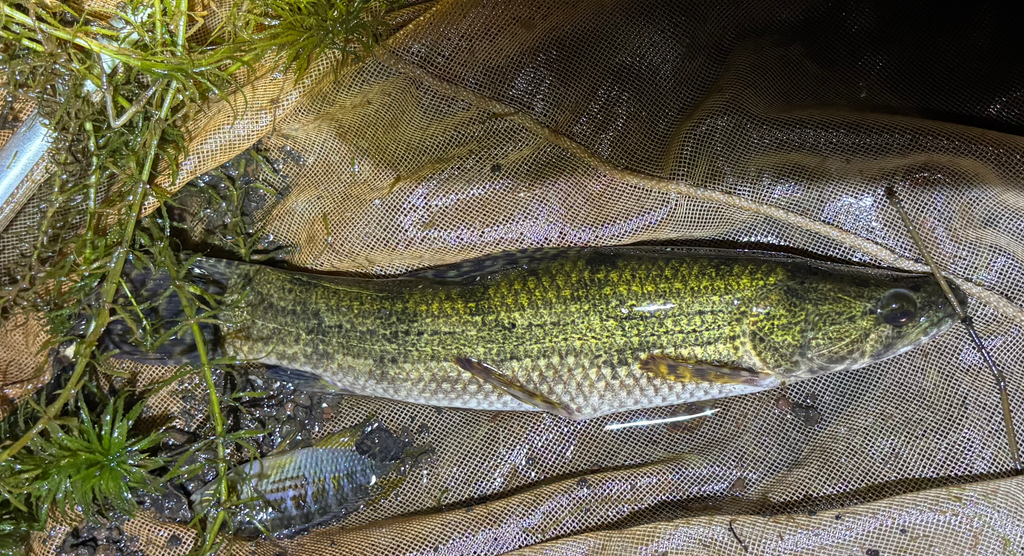 Green Wolffish